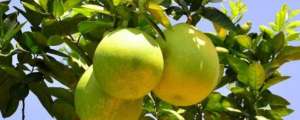 柚子树的种植技术-红心柚子种植技术