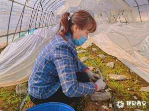 羊肚菌林下种植视频-王益区：小小羊肚菌 成了村民“致富伞”