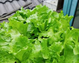 叶生菜种植技术-秋天阳台种生菜的“方法”，一学就会，长势又快又旺