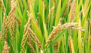 水稻种植效益-种水稻赚钱攻略，10亩收1万斤，净赚135万