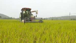 水稻种植时间-水稻价格飙升，风险也越来越大，要大跌？2023年10月11日水稻价格