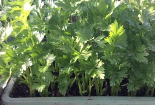 阳台菜园：盆栽芹菜的种植要点及注意事项