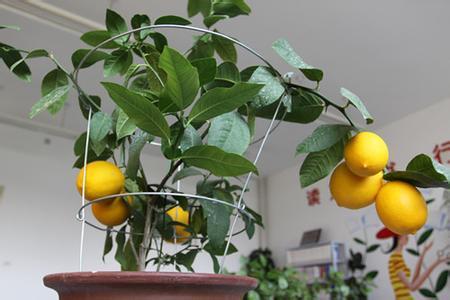 盆栽柠檬养不好？记住它有“4怕”，避免才能叶绿结果多