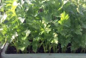 芹菜花盆怎么种植方法-阳台菜园：盆栽芹菜的种植要点及注意事项