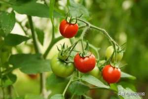 串番茄种植-小番茄怎么种结的多，用不用授粉，怎么浇水施肥？