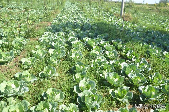 消费升级中，秋甘蓝露地栽培，做好这几个细节才能收获优质菜