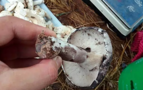 什么是扎莴，什么是粘莴？烟台常见野生蘑菇大起底