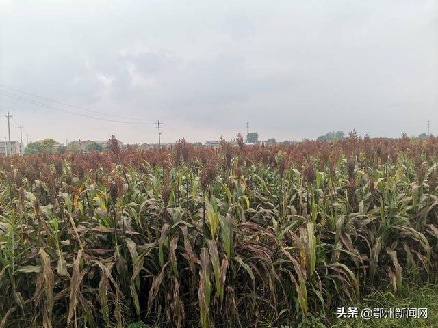 直供茅台！鄂州数千亩撂荒地种出红高粱