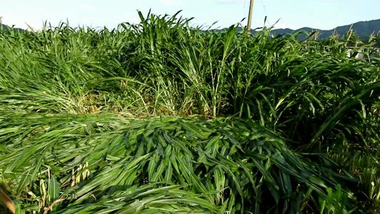 有一种草叫墨西哥玉米草，最适合农村养殖户种植，省钱又省事！