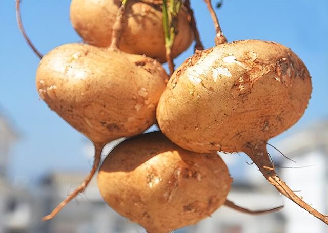 凉薯：和红薯一字之差，是水果也是菜，曾因产量高大量种植