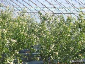 大棚蓝莓种植-温室蓝莓休眠期催芽期开花期等管理
