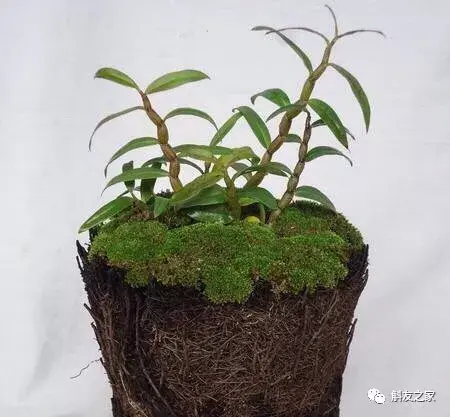 养花指南：用盆种植石斛兰的7个技巧