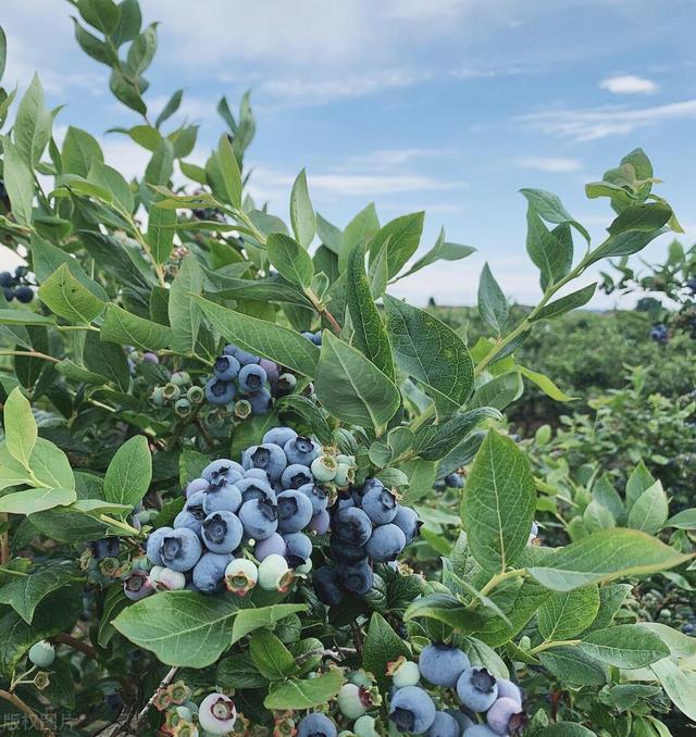 蓝莓种起来很简单，哪都能种，有水有光就能养！