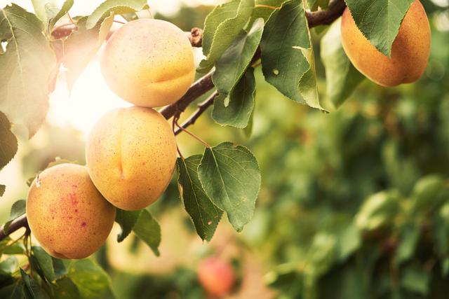 既能看又能吃的杏树种植指南，大棚杏树种植高效价值