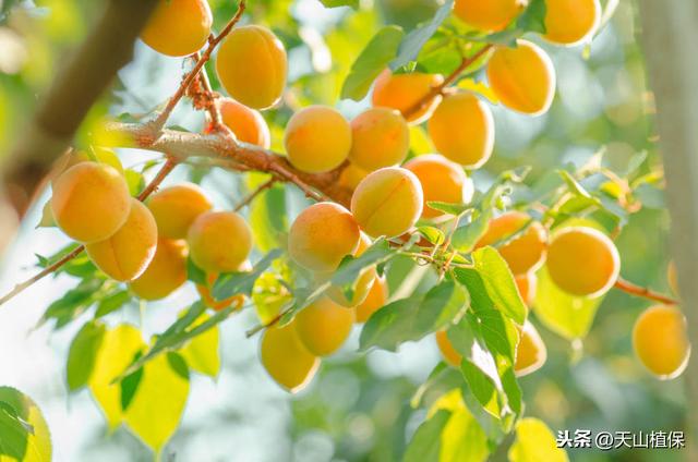杏树栽培管理技术明白册