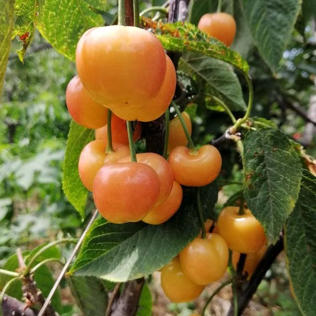 高颜值的U2-7大樱桃苗适合在哪些地区种植，分享辨认要点