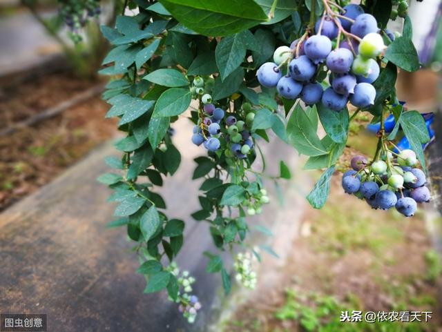 蓝莓种植前景广阔，但不要盲目，种植前农民朋友需要了解这些