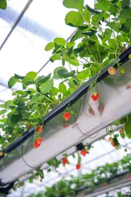 空中种植草莓-农村小伙“空中草莓”价格比地栽贵3倍，200个大棚手机遥控，啥样