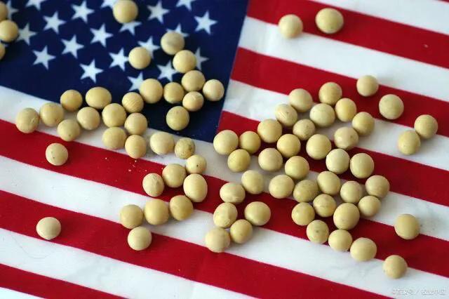 为何80%的进口大豆源于美国？把俄美大豆进行对比，彻底明白！