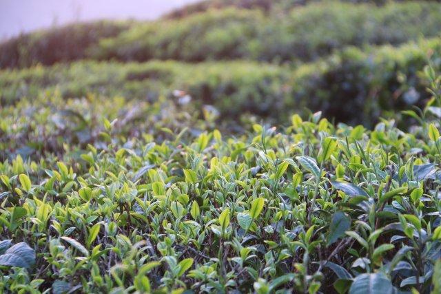 有一种叫云南的生活｜春茶吐新芽！玉溪元江猪街上千亩“明前茶”上市