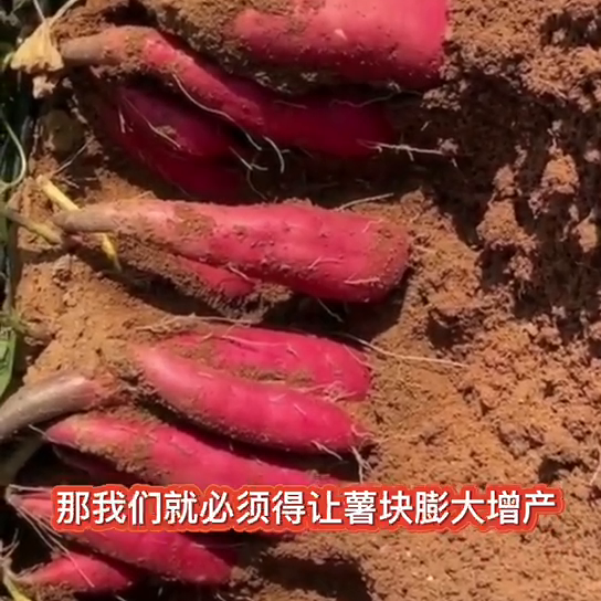 种植红薯，高产秘诀，亩产一万斤！@抖音短视频