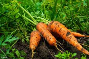 葫萝卜什么时候种植-种植胡萝卜，掌握这套高产栽培技术，助你亩产超万斤