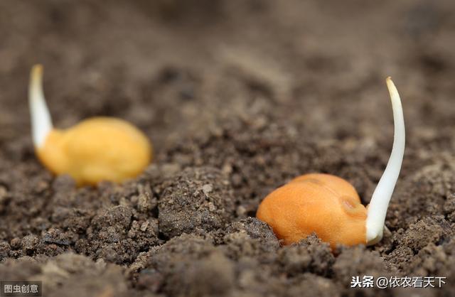 鹰嘴豆年老的新兴作物，有一定的种植发展前景，但得注意这些前提