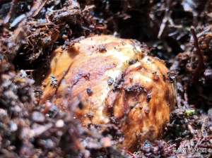 青头菌可以人工种植-什么是青头菌，和松茸有什么区别
