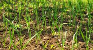 种植牧草方法-优质牧草种植技术要点分析