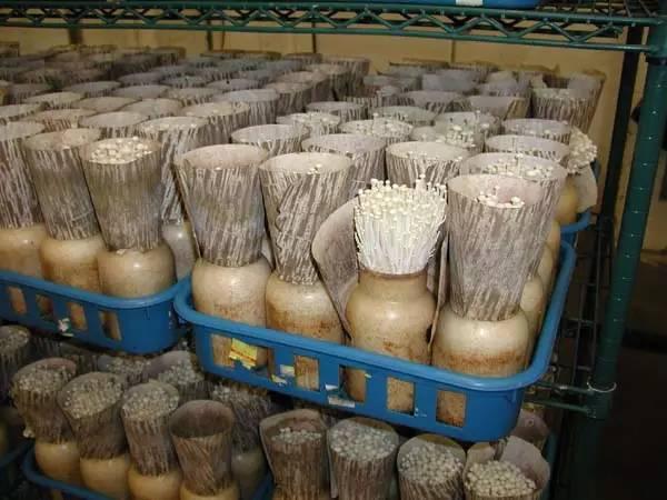 金针菇种植的常见方法，方便又简单，种植技术易掌握