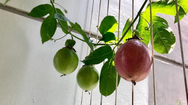教你百香果盆栽的养护技巧，你学会了吗？