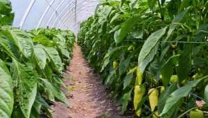 青椒大棚种植技术-春天到了，用大棚种植辣椒，要掌握哪些关键种植技术？（四）