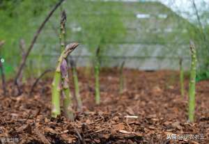 种植芦笋的前景-需求大、价格高，蔬菜之王——芦笋怎么种？定植和栽后管理不能错