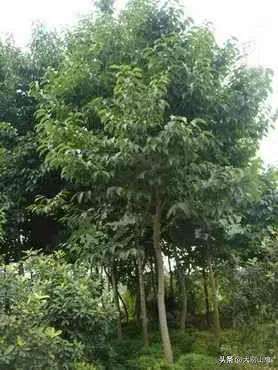 广西杜仲种植-杜仲树