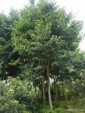 杜仲树是种什么树，如何种植