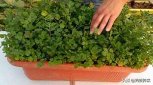 豌豆苗种植阳台-这几种菜最适合阳台种植，小白照样能种好，全家有放心菜吃了