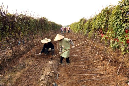 广西紫玉淮山“躺”着长，一亩产量3800斤，亩产值2万多元