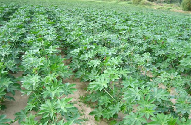 以黑龙江省为例，蓖麻综合高产栽培技术，种植户值得借鉴