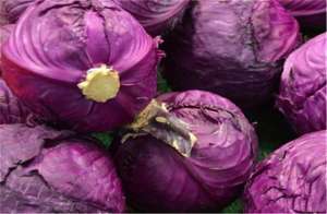紫甘蓝的种植时间-紫甘蓝栽培技术，这些种植细节你是否知道呢，来参考参考