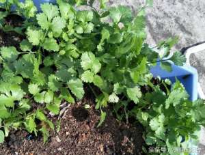 家庭菜园种植香芹菜-家里种香菜芹菜韭菜，一个小技巧，发芽快长势旺，越长越茂盛