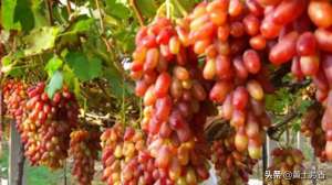 庭院萄葡种植技术-庭