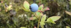 蓝梅种植技术-家庭蓝莓盆栽种植方法