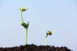 黑豆的种植方法-「大豆播种方法」适宜的时间、播种量、深度和初生点
