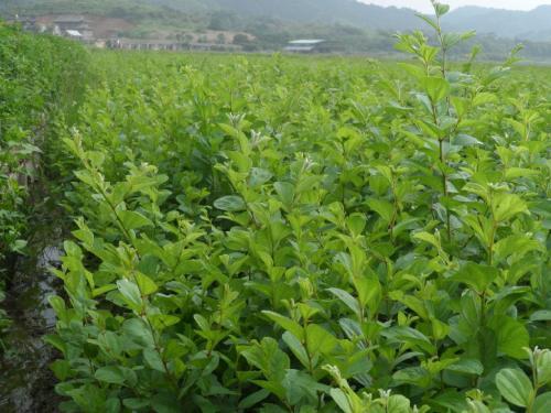 麻姑仙枣栽培技术，掌握排灌和防护林系统要点，提高农技知识