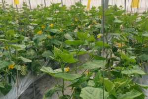黄瓜种植时间和技术-种植黄瓜产量高，掌握好落蔓技巧，长势壮产量才能提高
