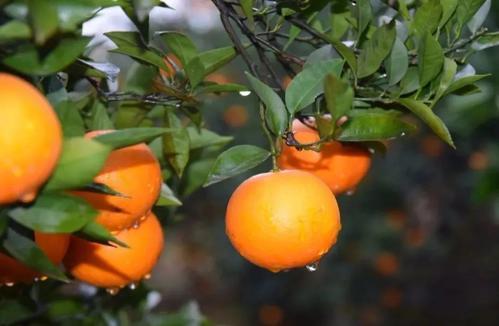 脐橙丰产栽培技术，掌握科学方式提高脐橙，帮助农民提高收益
