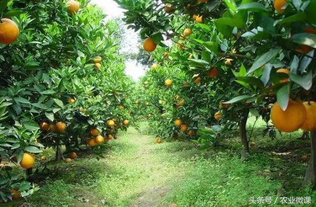 产业结构与发展方向！简述柑橘种植品种、苗木、肥水等六选择