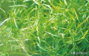 麦黄草人工种植方法-小龙虾养殖水草管理