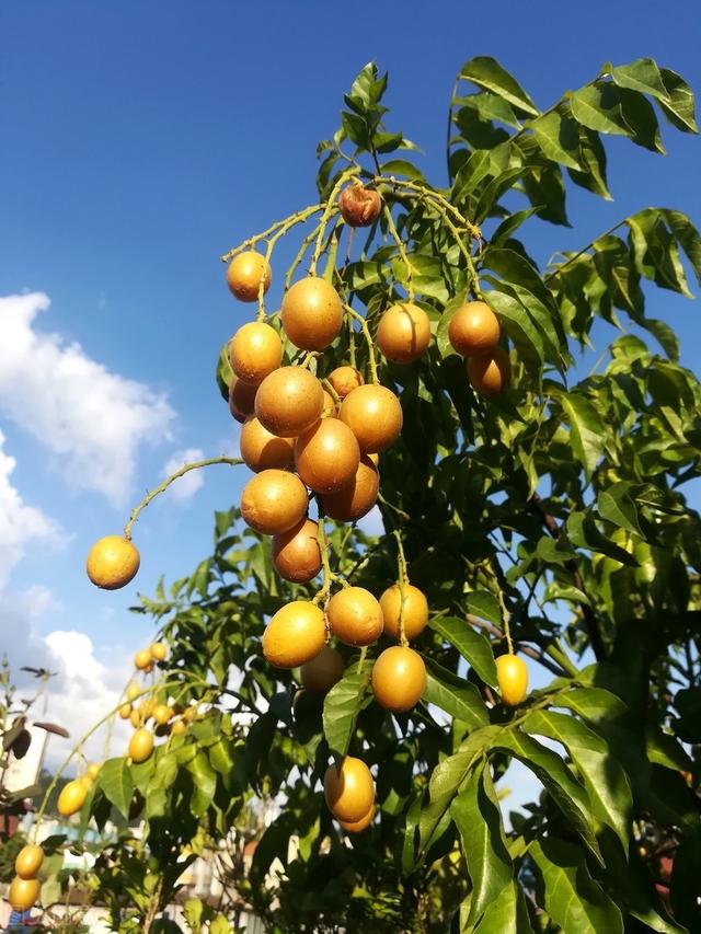 被誉为“果中之宝”的黄皮树栽培管理技术，黄皮木虱防治，实用