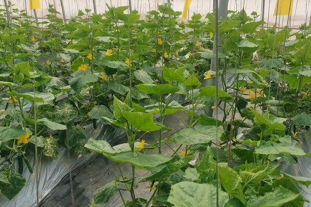 种植黄瓜产量高，掌握好落蔓技巧，长势壮产量才能提高